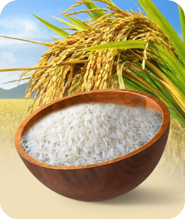 Bt Bullet Rice